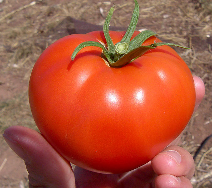 bush tomato varieties